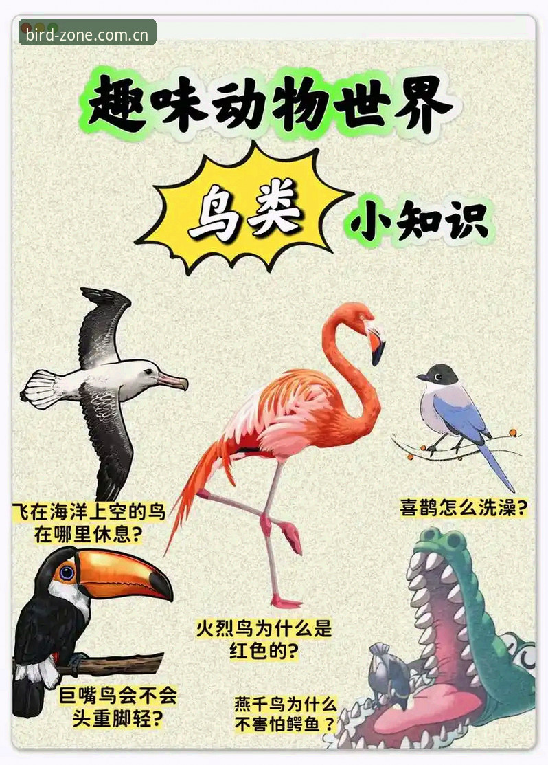 小鸟体育功能究竟有多强大？一文读懂它的核心价值与使用技巧
